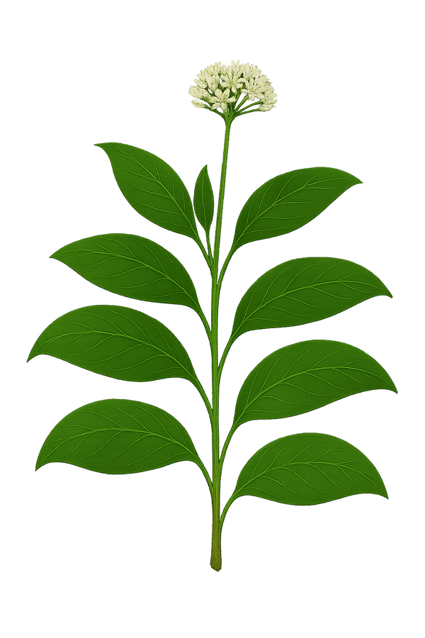 AJO SACHA
