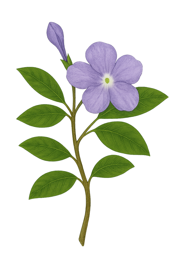 CHIRIC SANANGO
