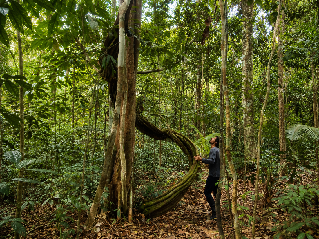 THE LIVING PHARMACY OF THE AMAZON: Why the Rainforest Has Inspired Healers for Thousands of Years
