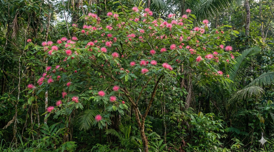SIRENITA BOBINSANA: Siren of the Jungle & Guardian of the Heart