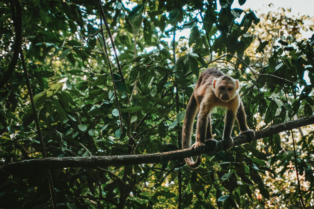 FUN FACTS ABOUT THE AMAZON RAINFOREST: A Journey into the Heart of Nature