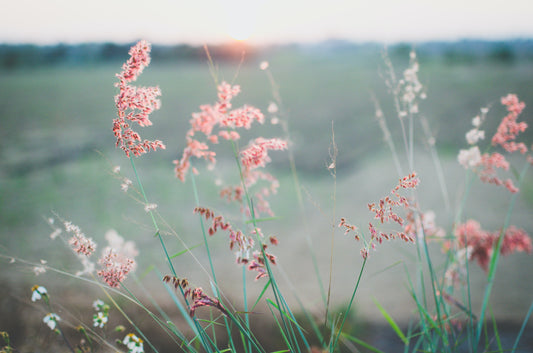 THE WISDOM OF TREES AND PLANTS: Unveiling the Secrets Through Their Essence