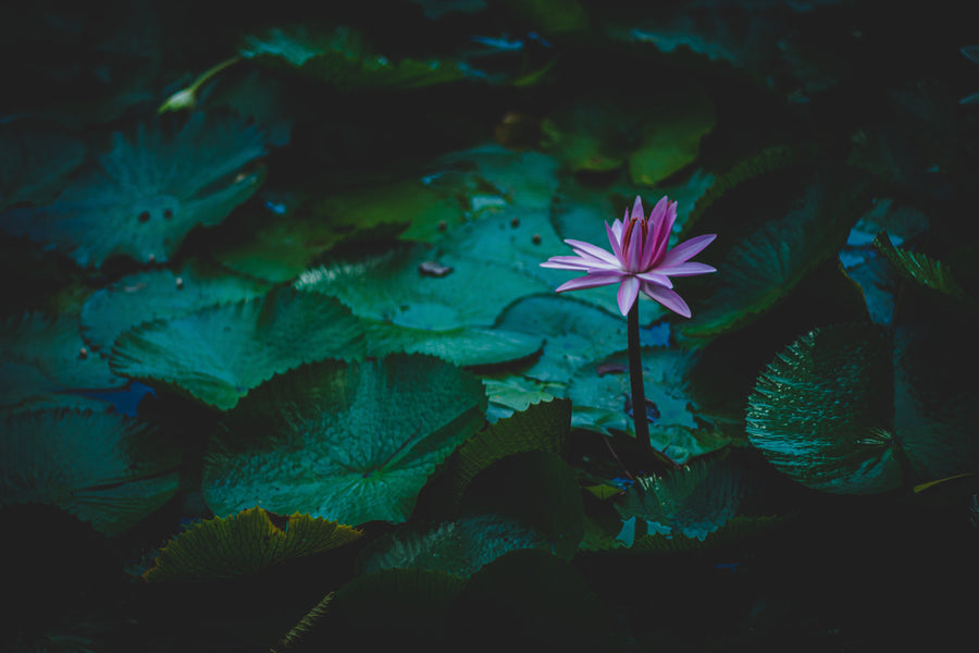 BLUE LOTUS, the Mystical Flower and Its Beneficial Effects