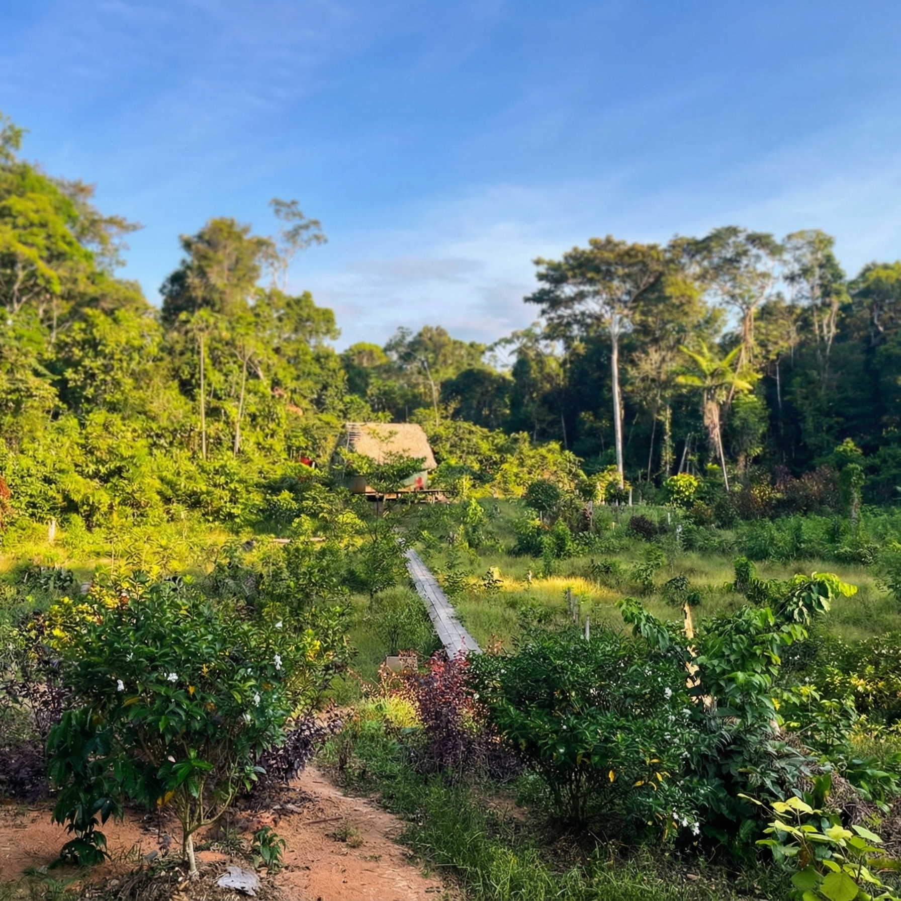 Tropical amazon rainforest forest with a clear path leading through it