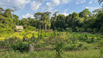Lush green forest amazon rainforest with a small wooden cabin under a blue sky with clouds.