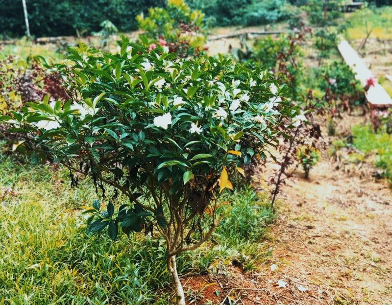 Amazonian botanical garden